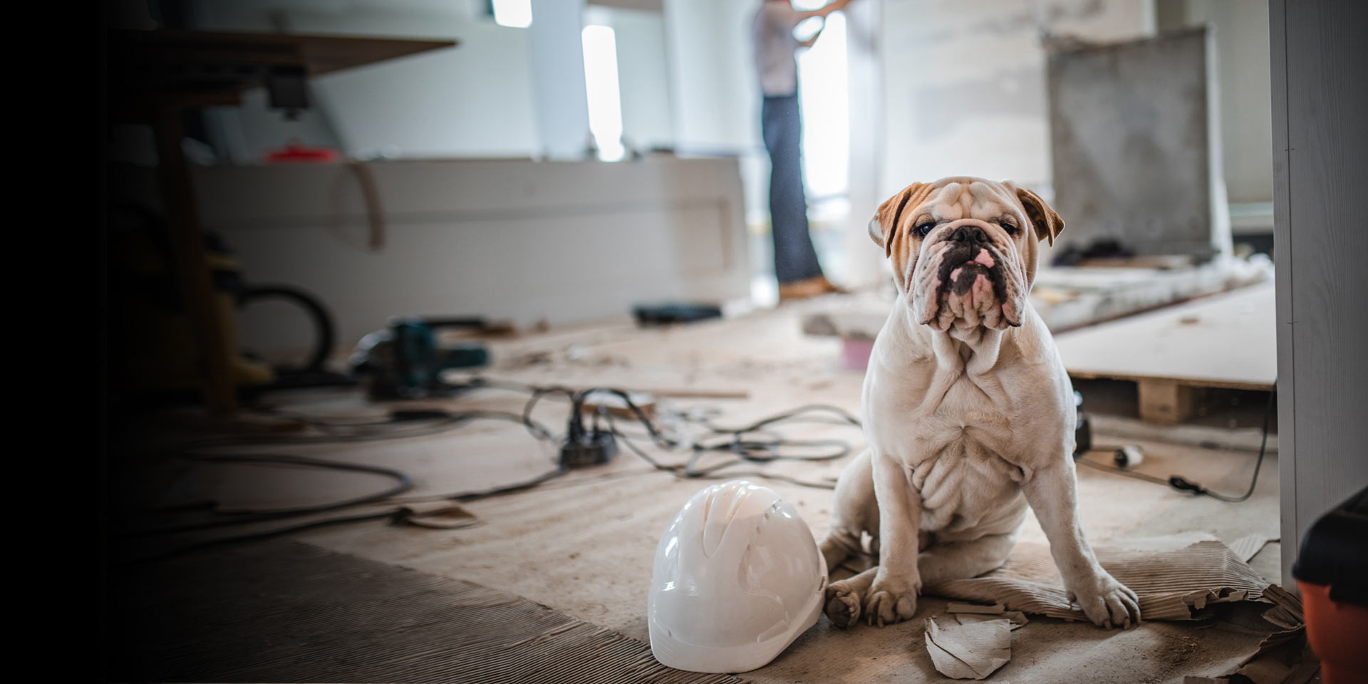 A bulldog is sitting in the center of a home improvement project that was financed with a Home Equity Loan